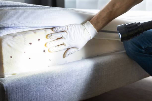 Best Affordable Pest Control Services  in Cherryville, NC