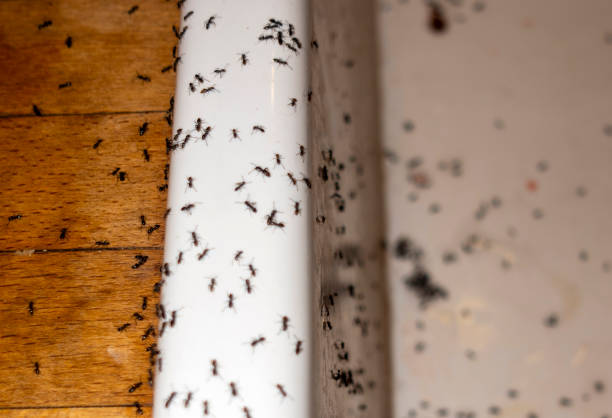 Best Bed Bug Extermination  in Cherryville, NC