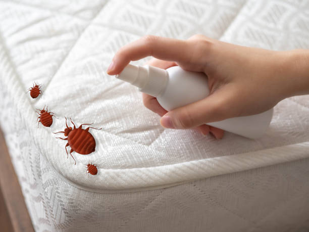 Best Emergency Pest Control  in Cherryville, NC